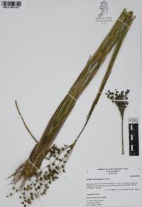 Juncus microcephalus image